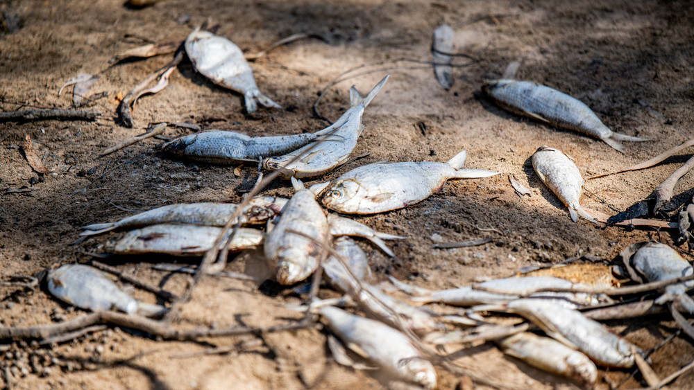 Am Daisbach in Niedernhausen wurden gut 60 tote Fische angespült (Symbolbild). Die untere Wasserbehörde lässt nun Wasserproben untersuchen, um die Ursache dafür zu finden.