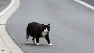 Neue Katzenverordnung in Frankfurt: Kastration für ist jetzt Pflicht