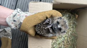 Welche Igel brauchen jetzt Hilfe? Igelstation Kassel gibt Tipps