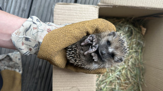 Welche Igel brauchen jetzt Hilfe? Igelstation Kassel gibt Tipps