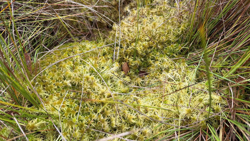 Hochmoor im Vogelsberg