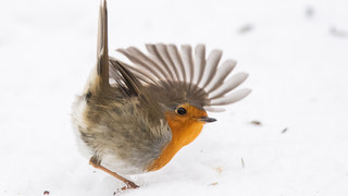 NABU ruft zur "Stunde der Wintervögel auf"