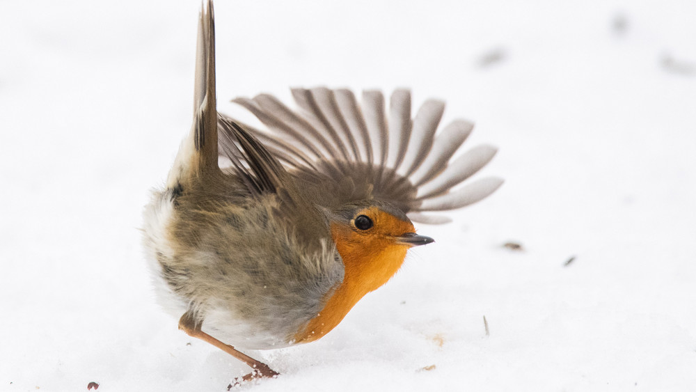 Das Rotkehlchen ist in Deutschland ein bekannter Wintervogel. 