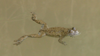 Regierungspräsidium Kassel: Amphibien wandern wieder