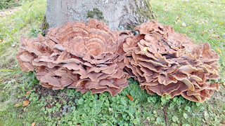Bad Hersfeld: Buche im Kurpark muss gefällt werden
