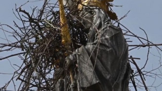 Freising: Störche machen Nistversuch auf Mariensäule - Stadt sucht Lösung