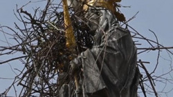 Freising: Störche machen Nistversuch auf Mariensäule - Stadt sucht Lösung