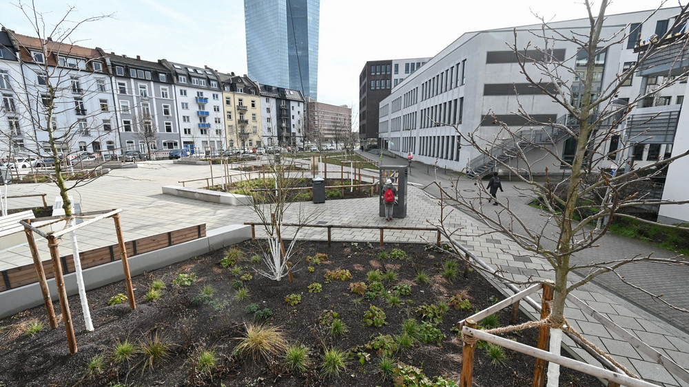 Klimabäume in Frankfurt am Main