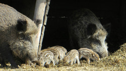 Wildes Tierleben am Abend in Darmstadt