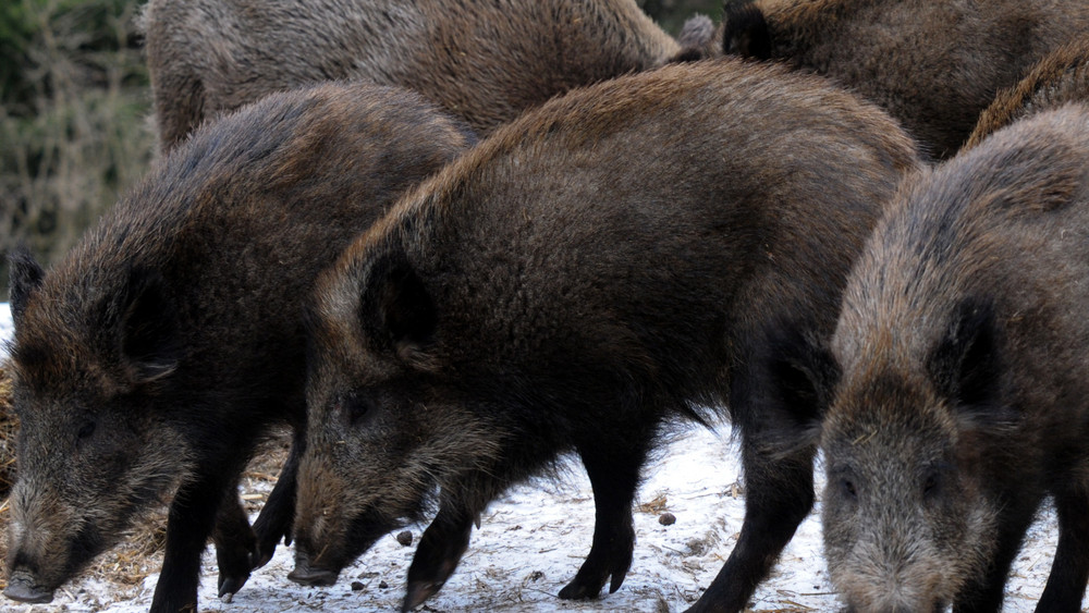 Auf einer Landstraße bei Roßdorf hatte ein Radfahrer einen Unfall mit einer Horde von Wildschweinen.