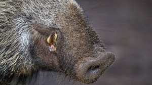 Schweinepest: Leinenpflicht im Kreis Darmstadt-Dieburg entfällt