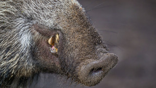 Schweinepest: Leinenpflicht im Kreis Darmstadt-Dieburg entfällt