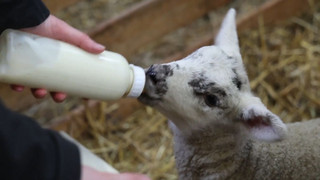 Ein guter Start ins Leben: Lammzeit in Nordfriesland