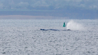 Wal-Drama: Backhaus will die Nacht vor Ort auf Boot bleiben