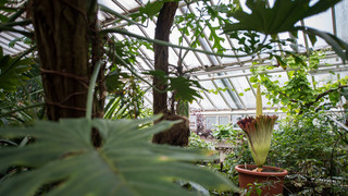 Tropennacht im Botanischen Garten Marburg am Samstag