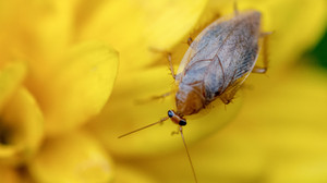 Kakerlaken im Haus? Bernstein-Waldschabe breitet sich bei uns aus