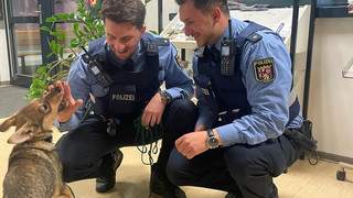 Polizei und Wasserschutzpolizei retten Hundewelpen in Mainz