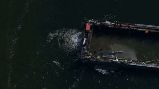Wal auf großer Reise: Rettungsaktion erreicht nächste Phase