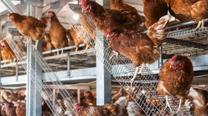 Teure Vogelgrippe: Seuche kostet Hessen rund 100.000 Euro