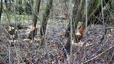 Biber in Gießen: Warum sie plötzlich zurückkehren