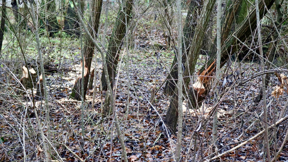 Der kleine Nager ist sehr fleißig im Uferbereich der Wieseck.