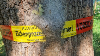 Eichenprozessionsspinner breitet sich in Marburg aus