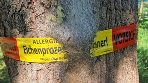 Eichenprozessionsspinner breitet sich in Marburg aus