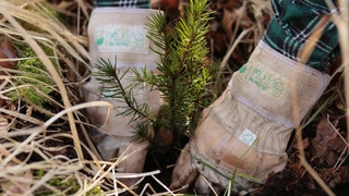 Für einen robusten Mischwald: Hessenforst pflanzt Bäume in Wettenberg