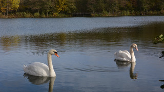 "Konrad und Zusi": Hünfelder Schwanenpaar hat Namen