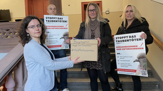 Bürgerbegehren gegen Taubentöten in Limburg kann kommen