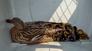 Feuerwehr rettet Igel und Entenfamilie in Langenselbold