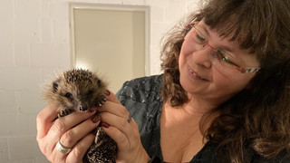 Igel-Pflegerin Sandra Knipp: "Eine Chance für kleine Stachelritter"