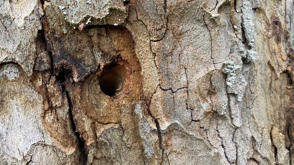Wie in Hessen sind auch in der Verbandsgemeinde Dannstadt-Schauernheim Bäume vergiftet worden (Archivbild).