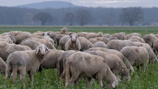 Schaf ausgebüxt: Aufregung auf A45 bei Wetzlar