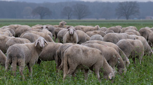 Tierquälerei in Immenhausen: Unbekannte schneiden Schaf beide Ohren ab