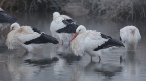 Noch wenige Tage bis Silvester: Regen und Schnee in den letzten Tagen des Jahres