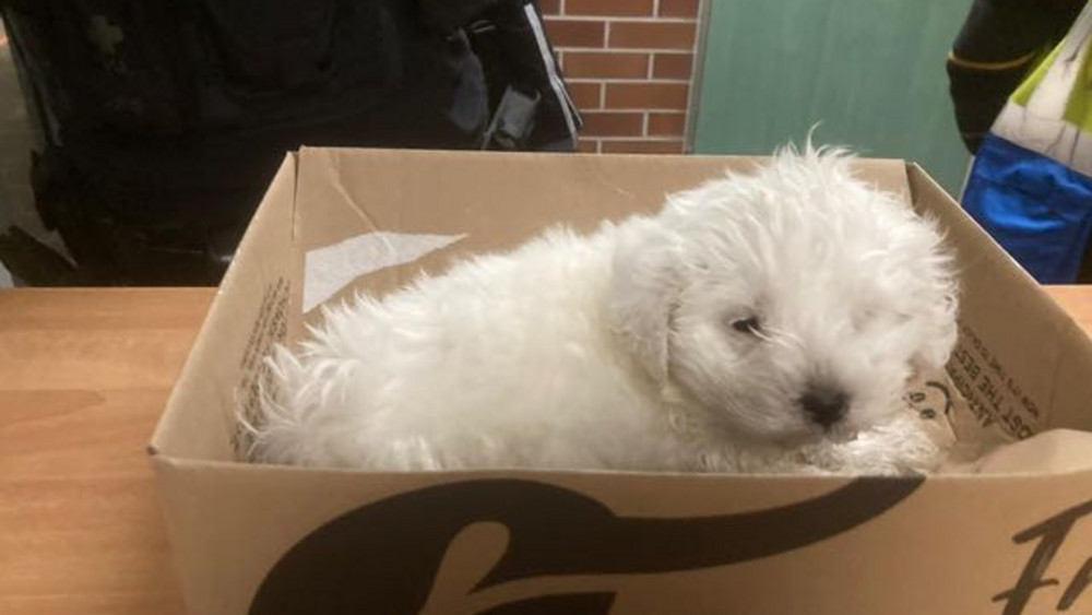 Ein kleiner weißer Hundewelpe mit einem verklebten Auge in einer Kiste