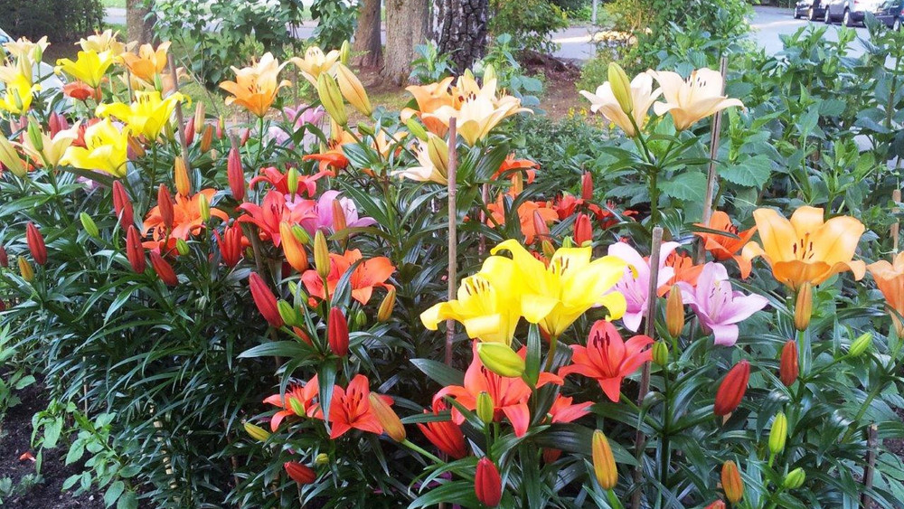 Blühende Lilien in einem Garten in Fulda. 