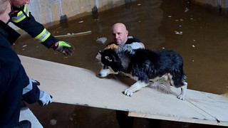 Giessener Feuerwehr rettet heulenden Husky aus Wasserbecken