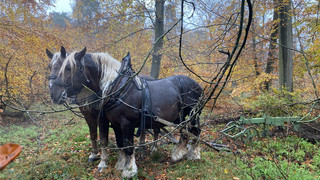 Pferdeeinsatz in Mörfelden-Walldorf: Tiere unterstützen Waldverjüngung