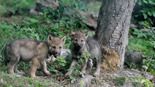 Sechs Wolfbabys im Wildtierpark Edersee geboren