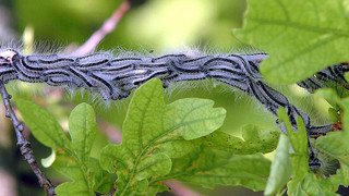Eichenprozessionsspinner in Hessen: Alle Fragen beantwortet