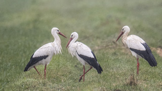 NABU: Störche kommen jetzt wieder zurück nach Hessen