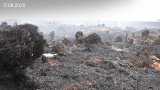 «Ein aktives Feuer»: Löscharbeiten in Belgien dauern an