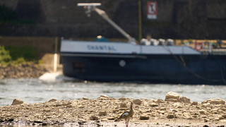Rhein-Schifffahrt: Pegel bei Kaub nur noch knapp über 40 Zentimeter