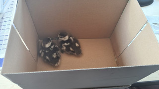 Nilgänseküken auf der A7 von der Autobahnpolizei Göttingen gerettet