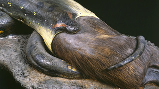 Anakonda mit Wasserschwein im Maul zurück im Senckenberg Museum