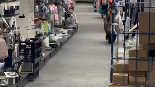 Ungewöhnlicher Besuch: Wildschwein in Berliner Einkaufszentrum