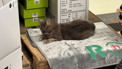 Tierische Freude: Katze Lotti macht einen Baumarkt zum Zuhause