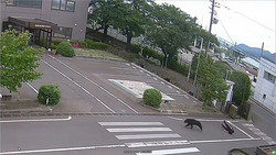 Japan: Bär verfolgt und attackiert Arbeiter